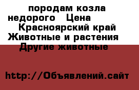 породам козла недорого › Цена ­ 8 500 - Красноярский край Животные и растения » Другие животные   